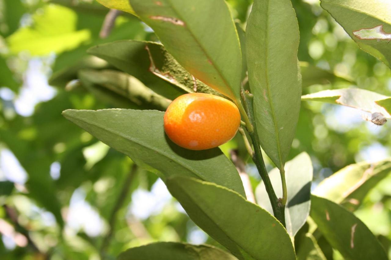 דוני מוריני Villa D'Amore Montenegro מראה חיצוני תמונה